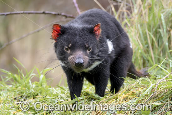Tasmanian Devil photo