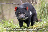 Tasmanian Devil Photo - Gary Bell