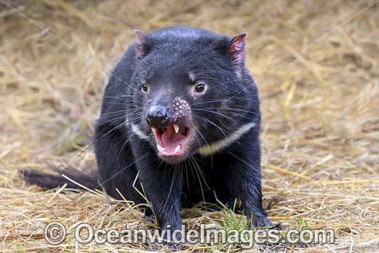 Tasmanian Devil photo Tasmanian Devil photo