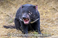 Tasmanian Devil Photo - Gary Bell