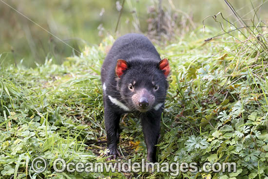 Tasmanian Devil photo Tasmanian Devil photo