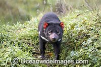 Tasmanian Devil Photo - Gary Bell