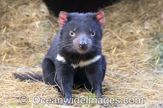Tasmanian Devil photo