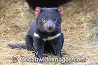 Tasmanian Devil Photo - Gary Bell