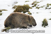 Tasmanian Wombat in snow Photo - Gary Bell