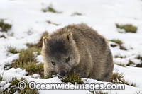 Tasmanian Wombat in snow Photo - Gary Bell
