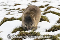Tasmanian Wombat in snow Photo - Gary Bell