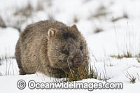 Tasmanian Wombat in snow Photo - Gary Bell