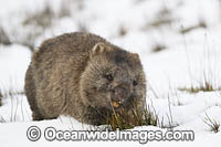 Tasmanian Wombat in snow Photo - Gary Bell