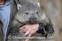 Tasmanian Wombat Photo - Gary Bell
