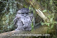 Tawny Frogmouth Photo - Gary Bell