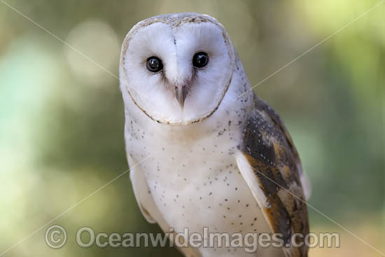 Barn Owl photo