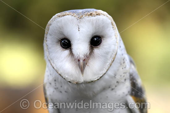 Barn Owl photo