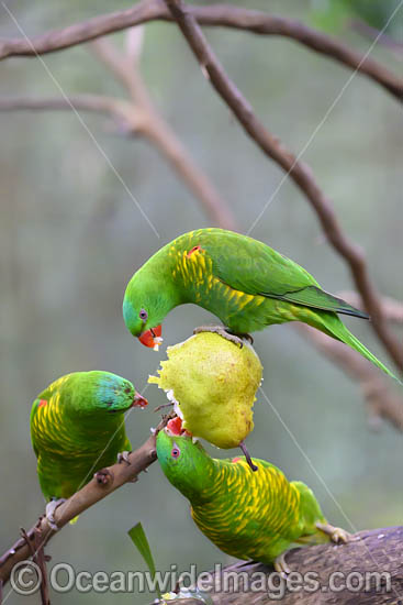 Scaly-breasted Lorikeets photo