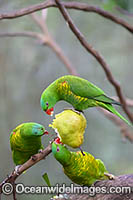 Scaly-breasted Lorikeets Photo - Gary Bell