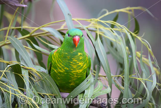 Scaly-breasted Lorikeets photo