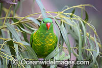 Scaly-breasted Lorikeets Photo - Gary Bell
