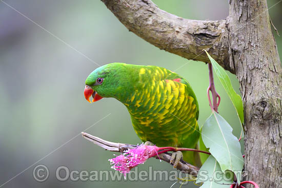 Scaly-breasted Lorikeets photo