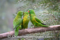 Scaly-breasted Lorikeets Photo - Gary Bell