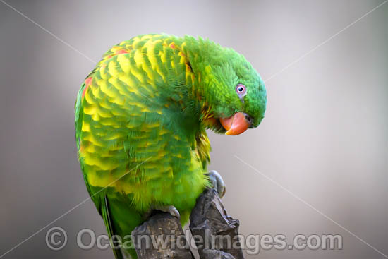 Scaly-breasted Lorikeets photo