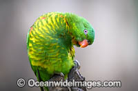 Scaly-breasted Lorikeets Photo - Gary Bell