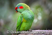 Musk Lorikeet Photo - Gary Bell