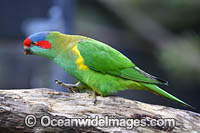 Musk Lorikeet Photo - Gary Bell