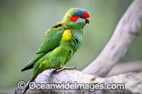 Musk Lorikeet Photo - Gary Bell