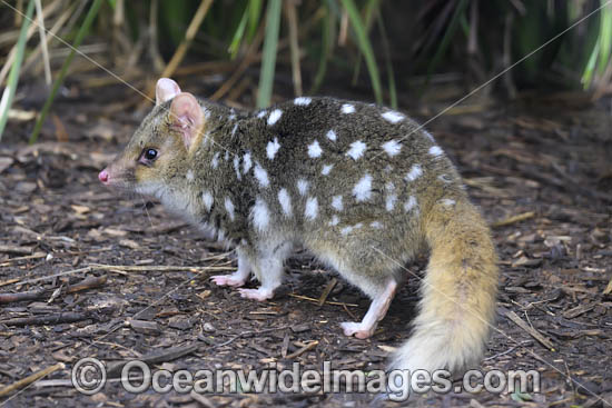 Eastern Quoll Tasmania photo Eastern Quoll Tasmania photo
