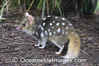 Eastern Quoll Tasmania Photo - Gary Bell