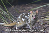 Eastern Quoll Tasmania Photo - Gary Bell