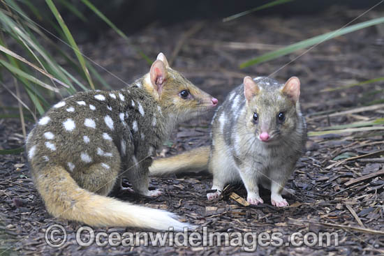 Eastern Quoll Tasmania photo Eastern Quoll Tasmania photo