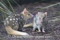Eastern Quoll Tasmania Photo - Gary Bell