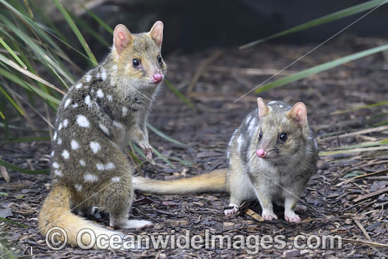 Eastern Quoll Tasmania photo Eastern Quoll Tasmania photo