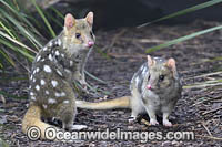 Eastern Quoll Tasmania Photo - Gary Bell
