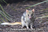 Eastern Quoll Tasmania Photo - Gary Bell