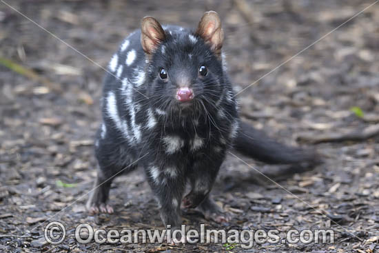 Eastern Quoll Tasmania photo Eastern Quoll Tasmania photo
