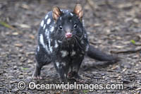 Eastern Quoll Tasmania Photo - Gary Bell