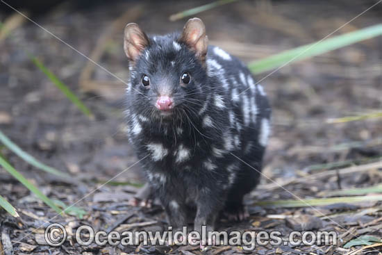 Eastern Quoll Tasmania photo Eastern Quoll Tasmania photo