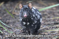 Eastern Quoll Tasmania Photo - Gary Bell
