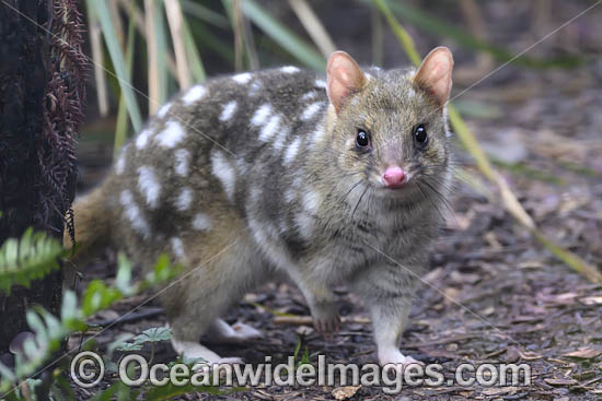 Eastern Quoll Tasmania photo Eastern Quoll Tasmania photo