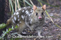 Eastern Quoll Tasmania Photo - Gary Bell