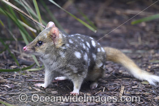 Eastern Quoll Tasmania photo Eastern Quoll Tasmania photo