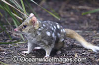 Eastern Quoll Tasmania Photo - Gary Bell