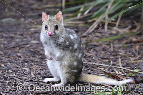 Eastern Quoll Tasmania photo Eastern Quoll Tasmania photo