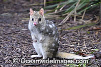 Eastern Quoll Tasmania Photo - Gary Bell