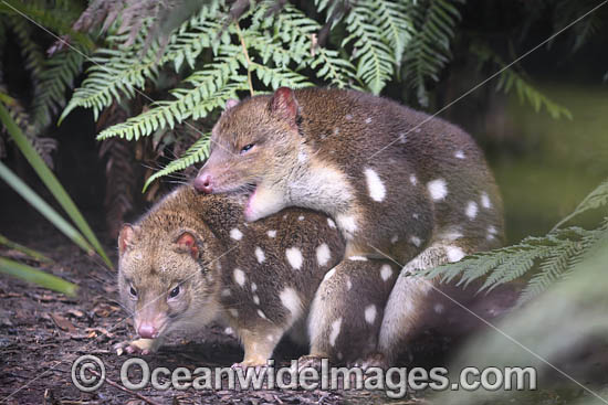 Eastern Quolls photo Eastern Quolls photo
