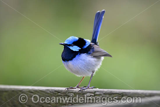 Superb Fairy-wren male photo Superb Fairy-wren male photo