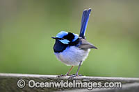 Superb Fairy-wren male Photo - Gary Bell