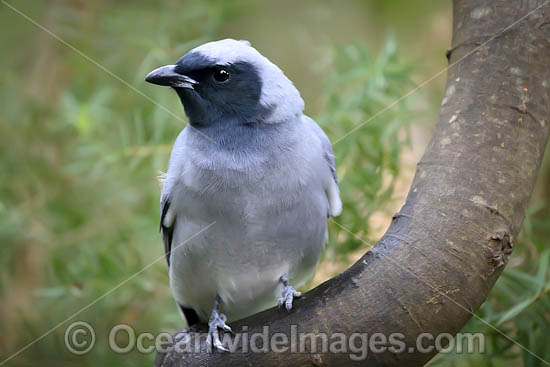 Black-faced Cuckoo-shrike photo Black-faced Cuckoo-shrike photo